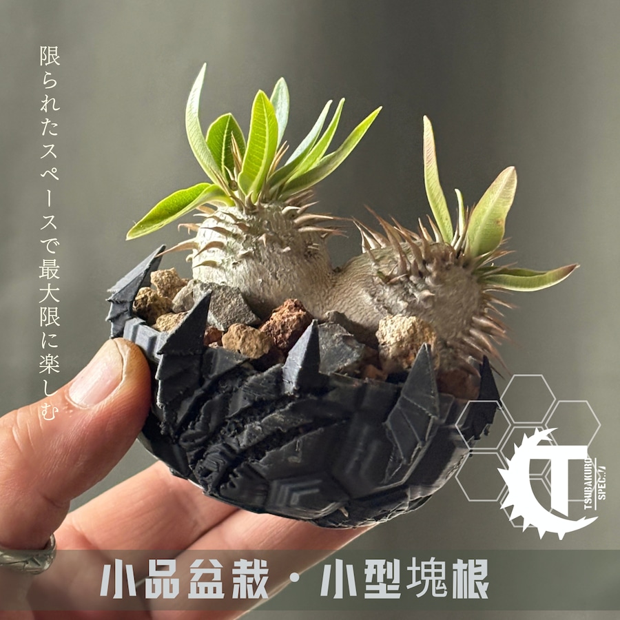 【Baby Pot】限られたスペースで最大限に楽しむ為のミニサイズ鉢