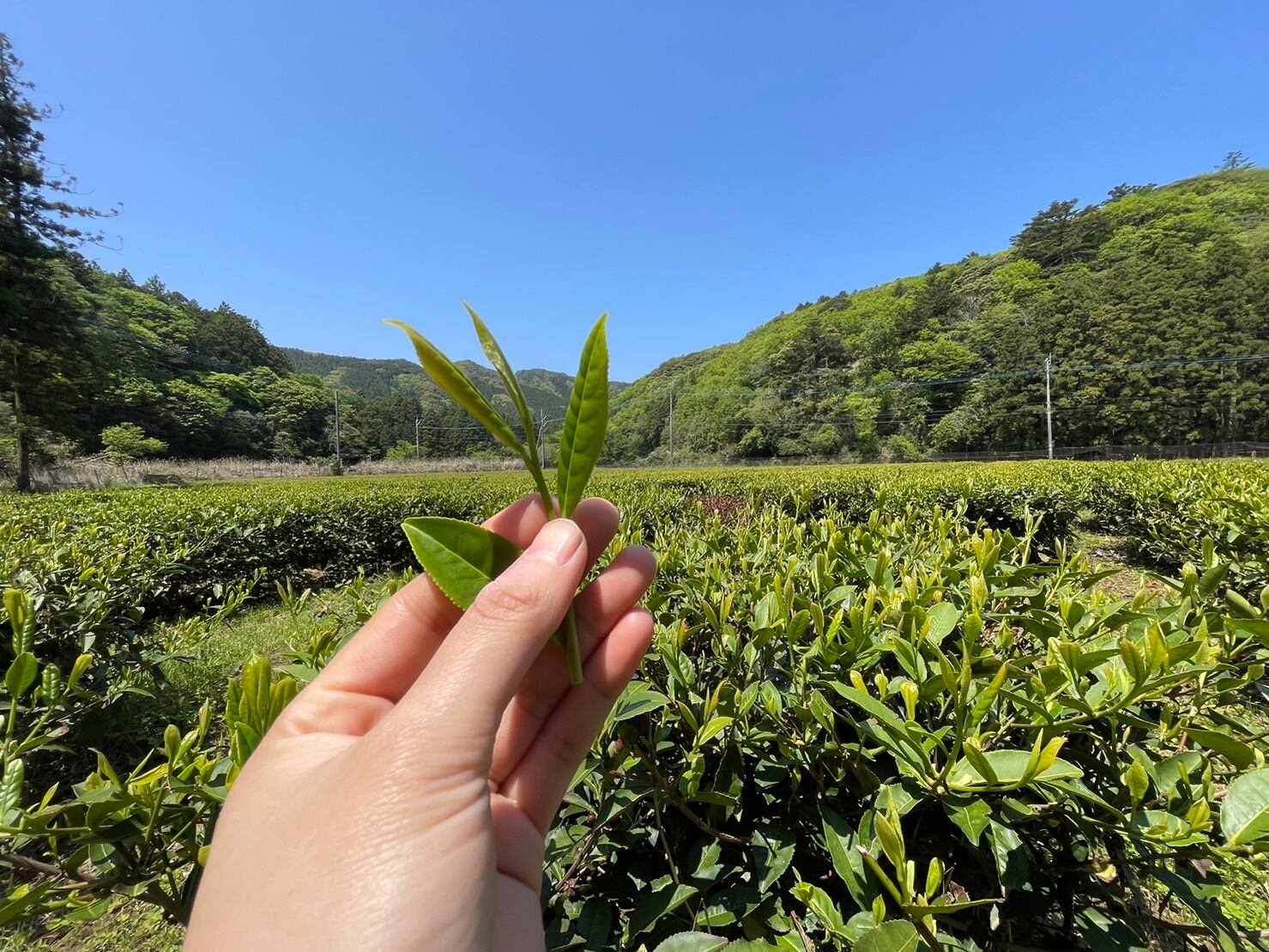佐護茶 ティーバッグ 2.5g×8包 | つしま大石農園