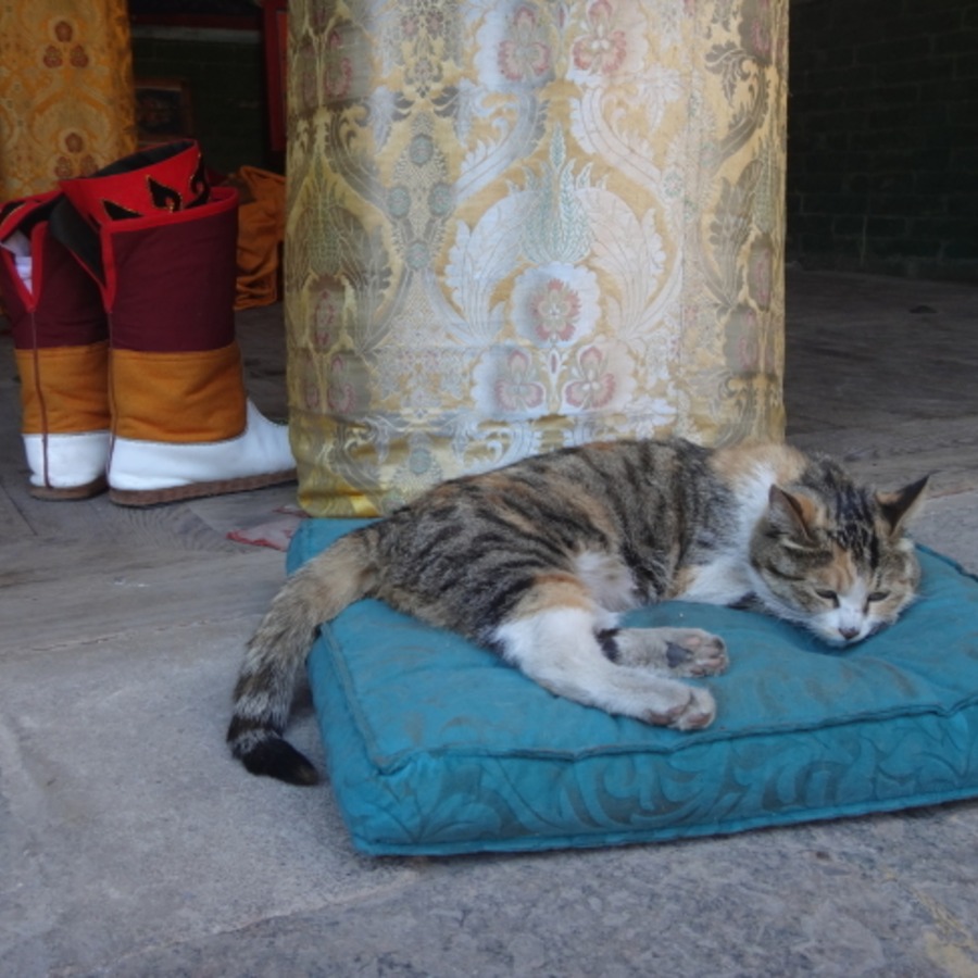僧侶の靴とくつろぐ寺猫