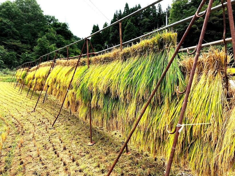山でのはざかけ