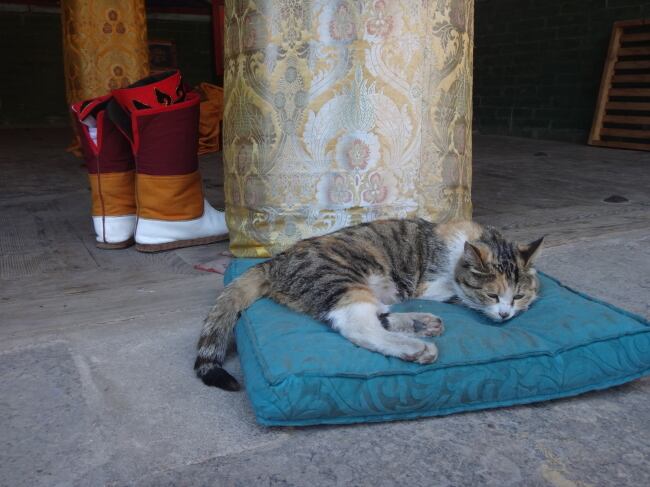 僧侶の靴とくつろぐお寺猫