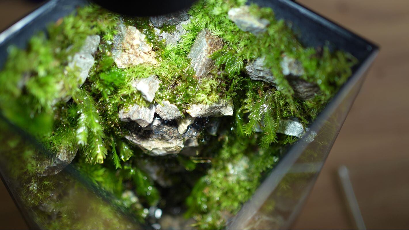 青華石 200g入り【レイアウト用】 | 苔テラリウム専門ショップ道草