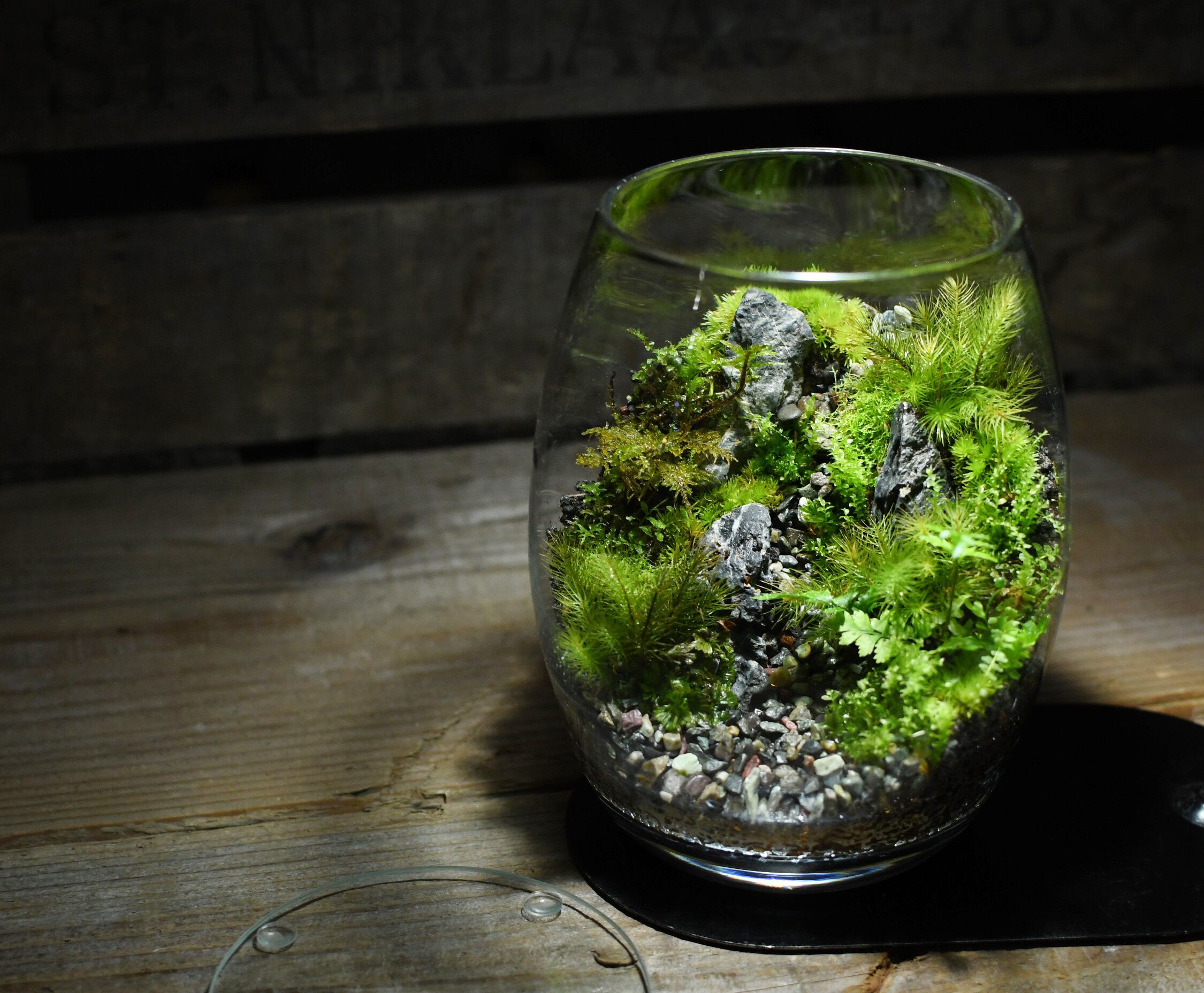 青華石 200g入り【レイアウト用】 | 苔テラリウム専門ショップ道草