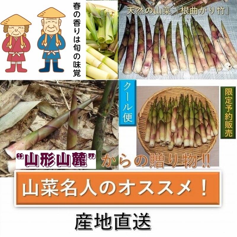 食品 【予約】【秋田県産】根曲がり竹10kg【6月8日発送予定】