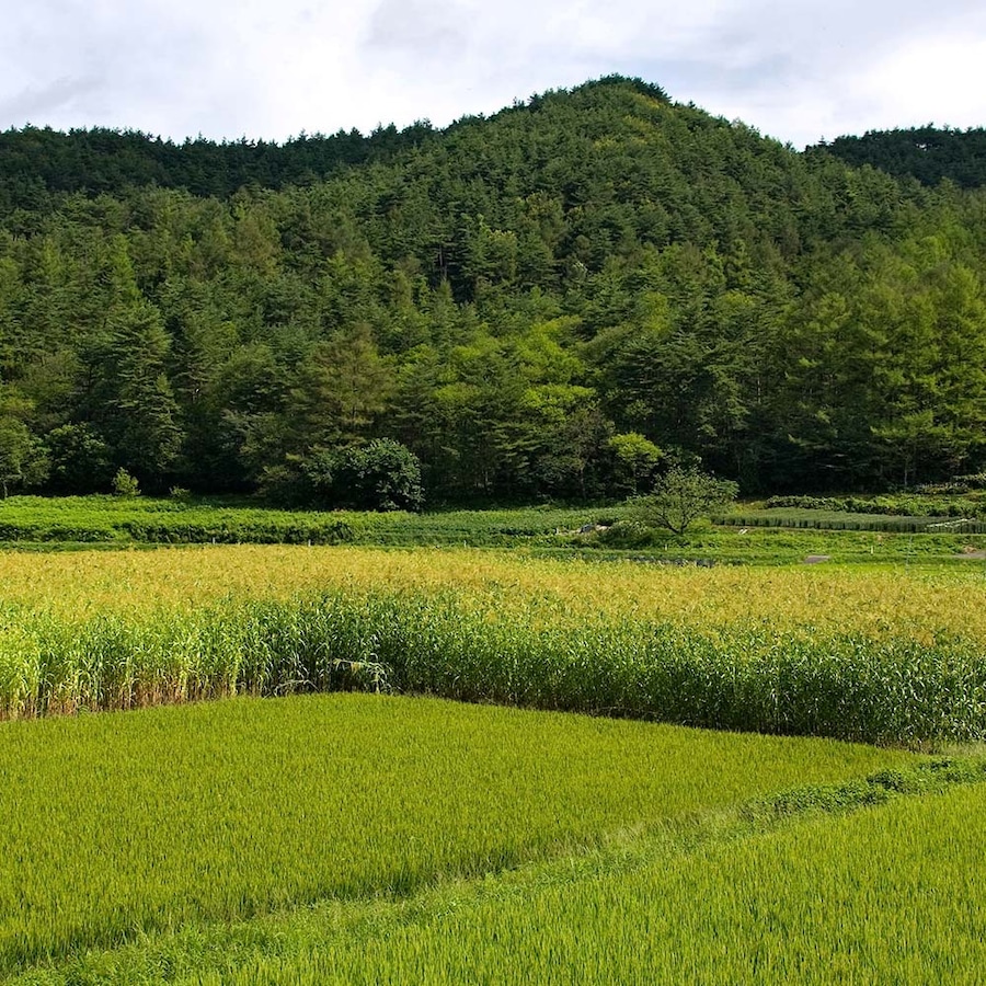 ほうき草畑と田園風景