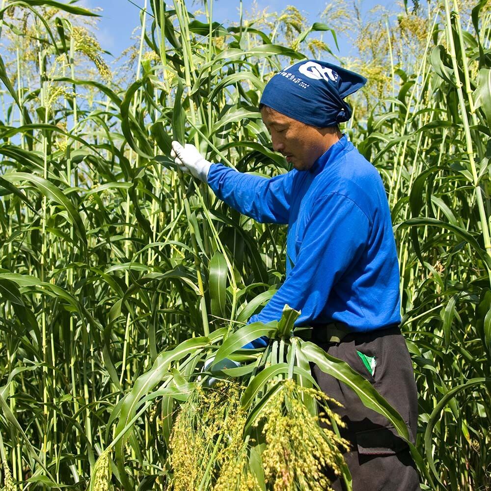 刈り取りは手で一本ずつ丁寧に