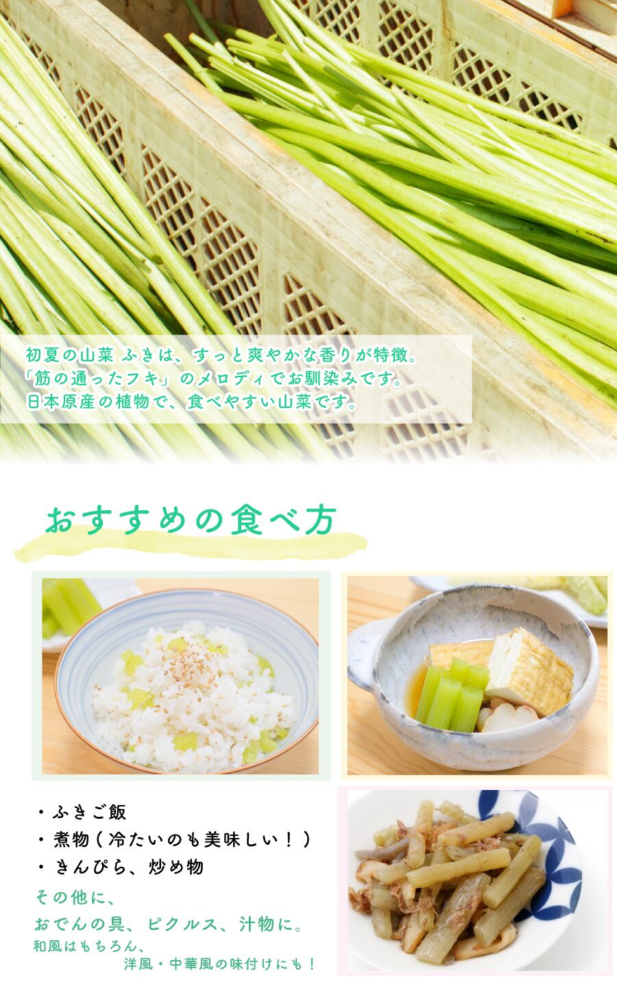 山形県産 フキ 塩漬け 2kg(1kg×2袋) 塩蔵 山ふき 蕗 山菜 野菜 楽天