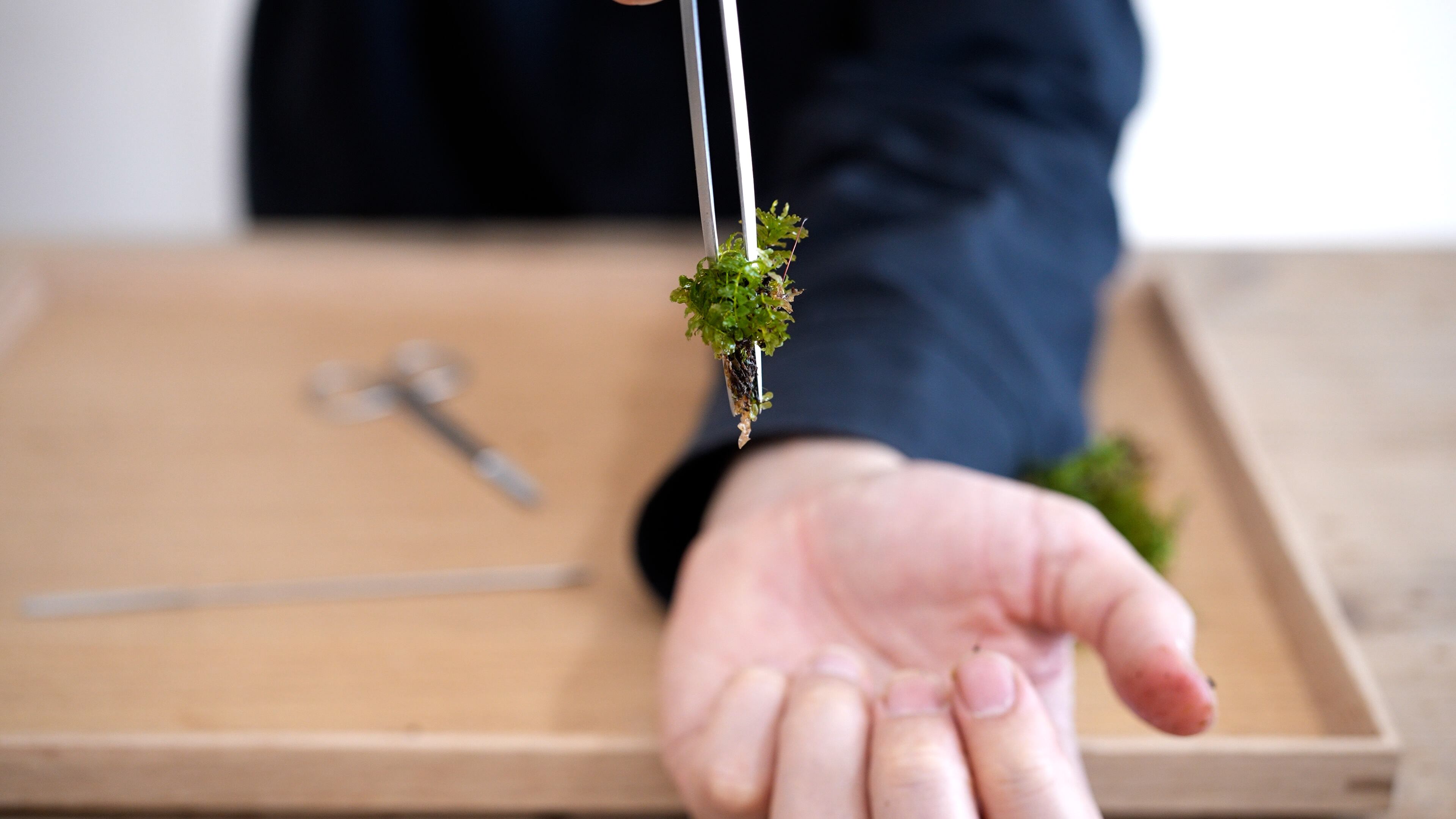 ツルチョウチンゴケ 苔テラリウム作製用素材苔 | 苔テラリウム専門
