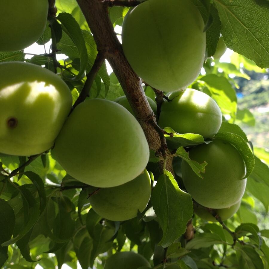 ５月梅の実を収穫します