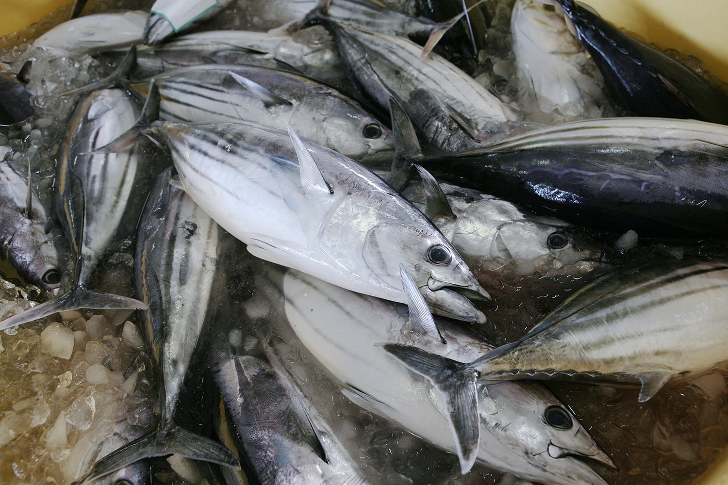 鰹の旨みたっぷり