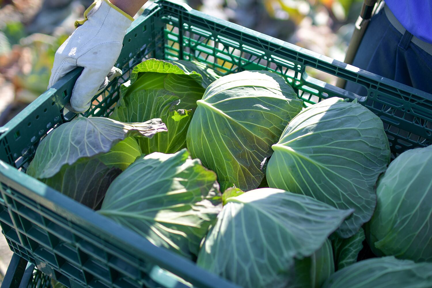 極甘な焼津産キャベツ