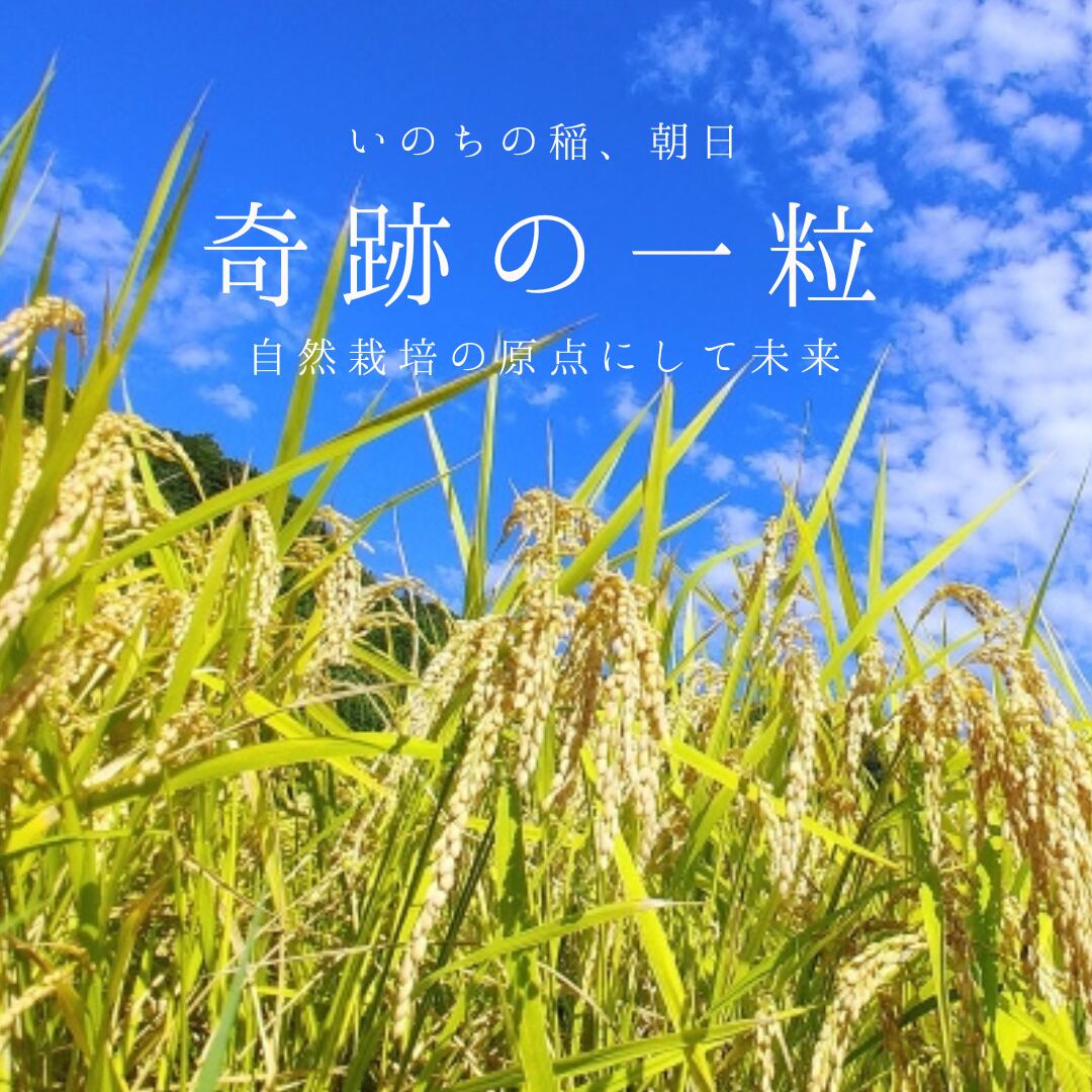 R5年産自然栽培・朝日米・白米10kg／栽培期間中農薬肥料除草剤不使用