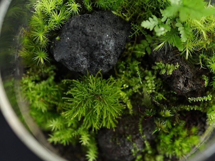 溶岩石 SSサイズ（1〜2㎝）100g【レイアウト用】 | 苔テラリウム専門