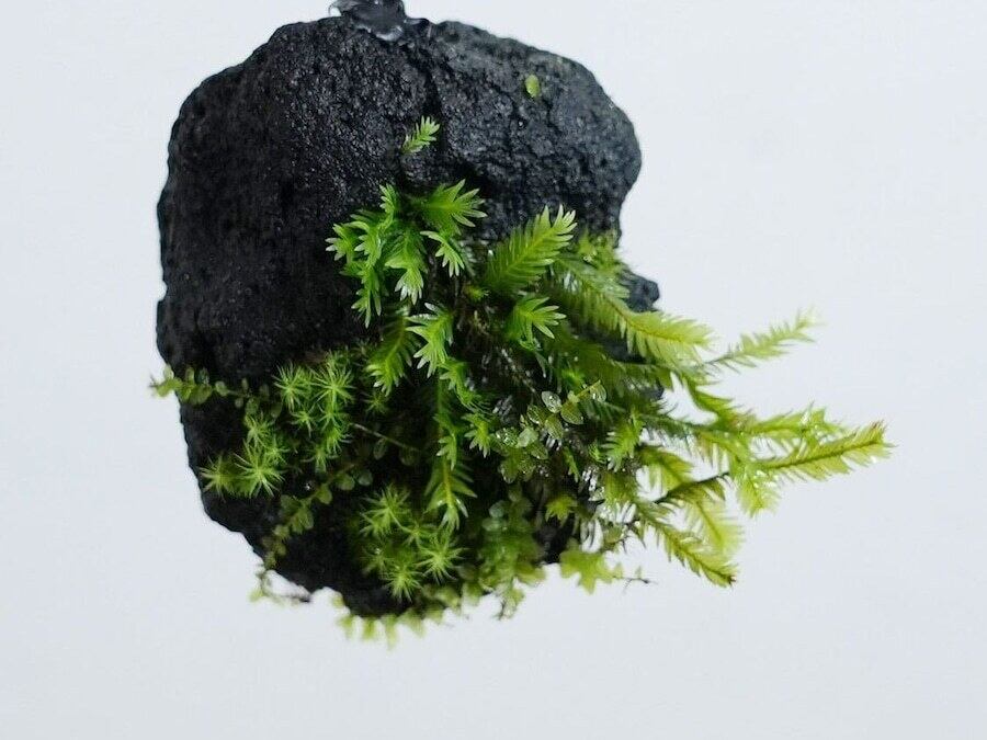 溶岩石 SSサイズ（1〜2㎝）100g【レイアウト用】 | 苔テラリウム専門