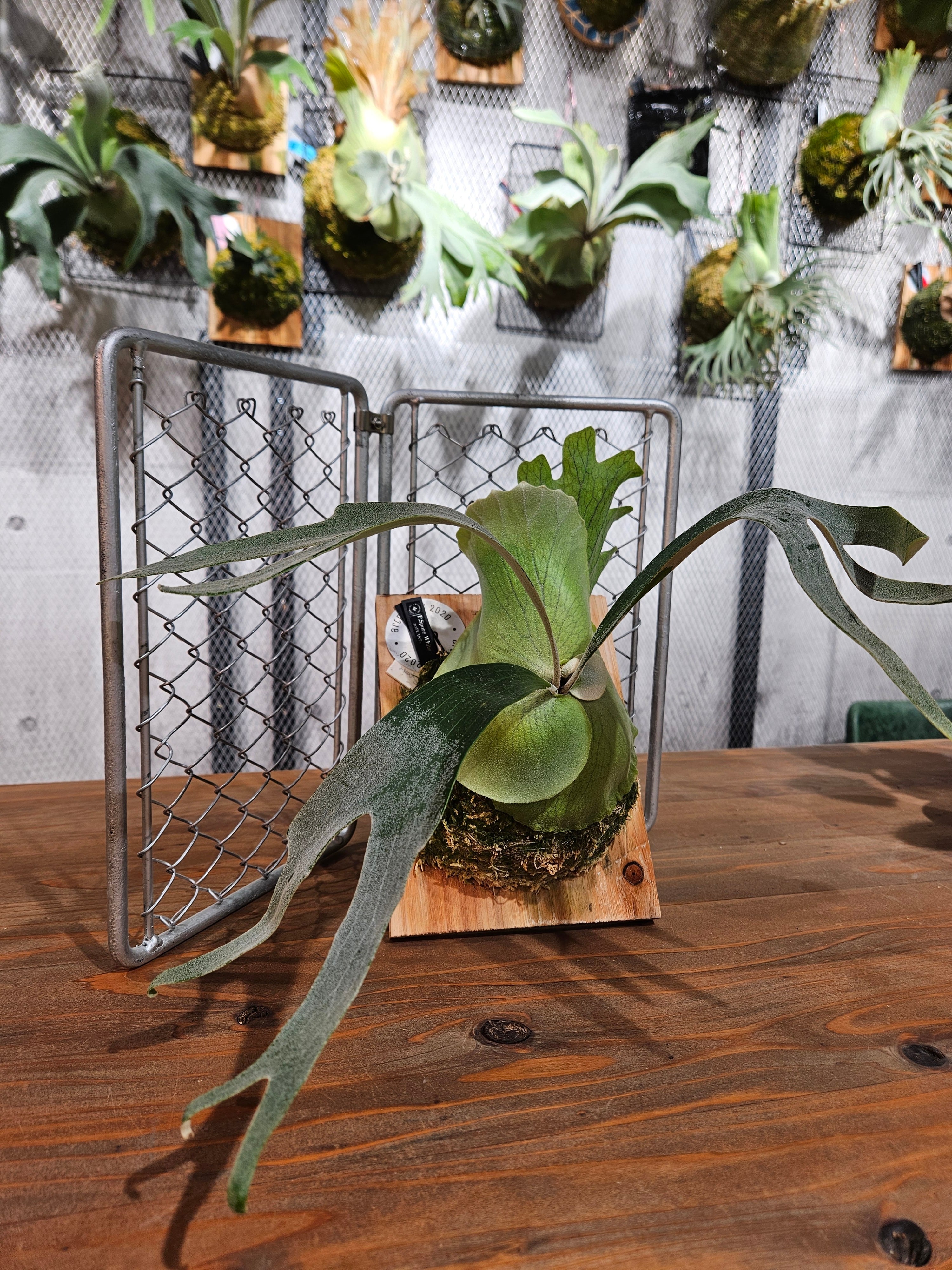 P.Spore White【artPLANTs/PLANTS GARAGE 】ビカクシダ/Platycerium