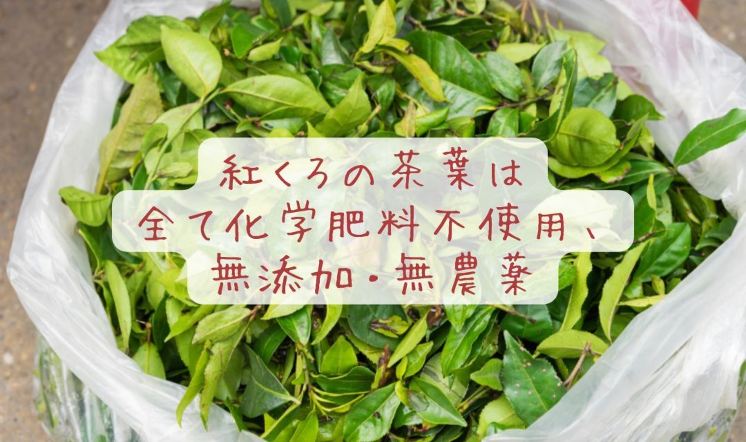 紅くろのお茶は、全て無添加・無香料・無農薬・化学肥料不使用