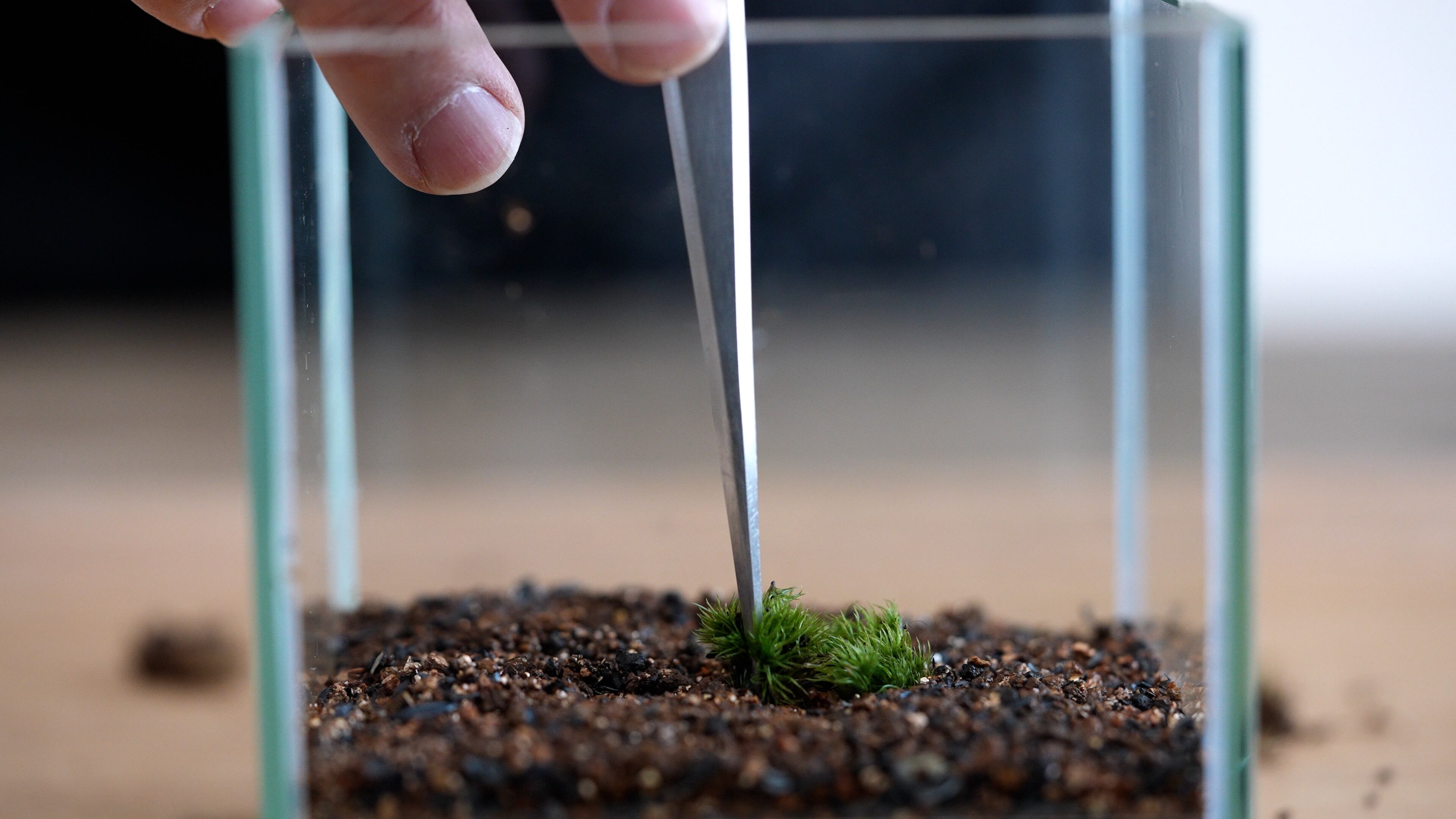 アラハシラガゴケ 苔テラリウム作製用素材苔 | 苔テラリウム専門