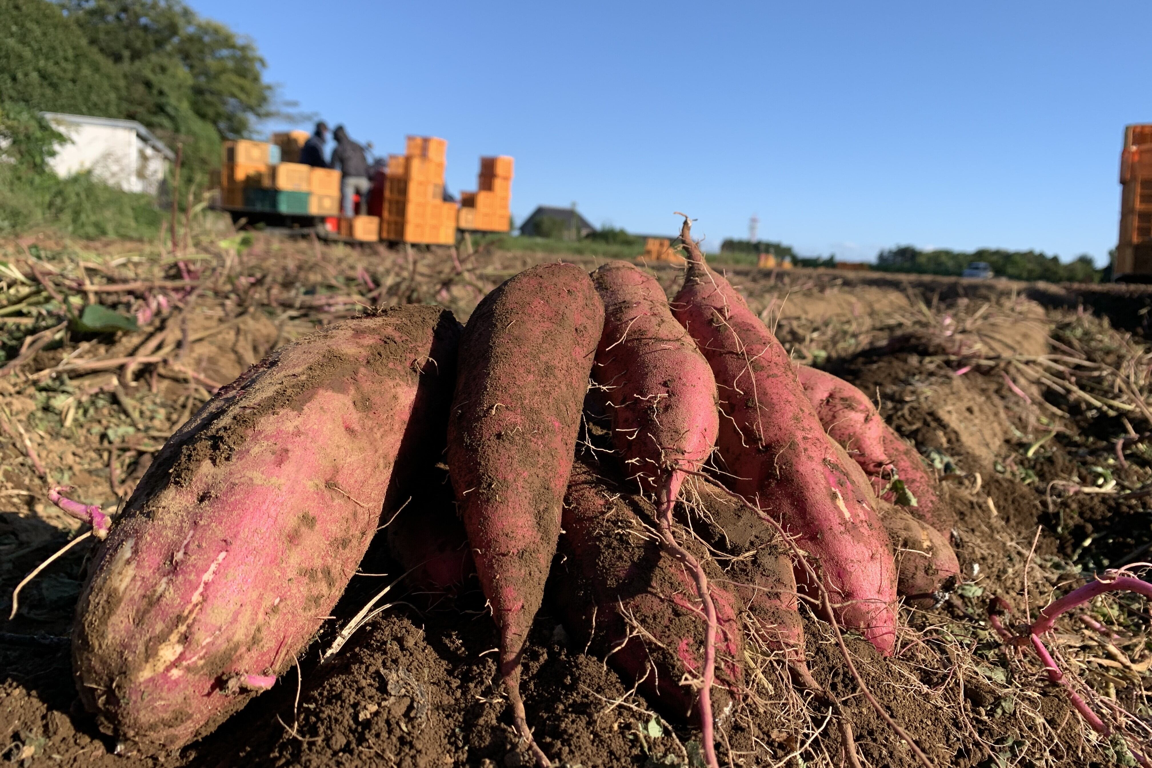 収穫した「べにはるか」