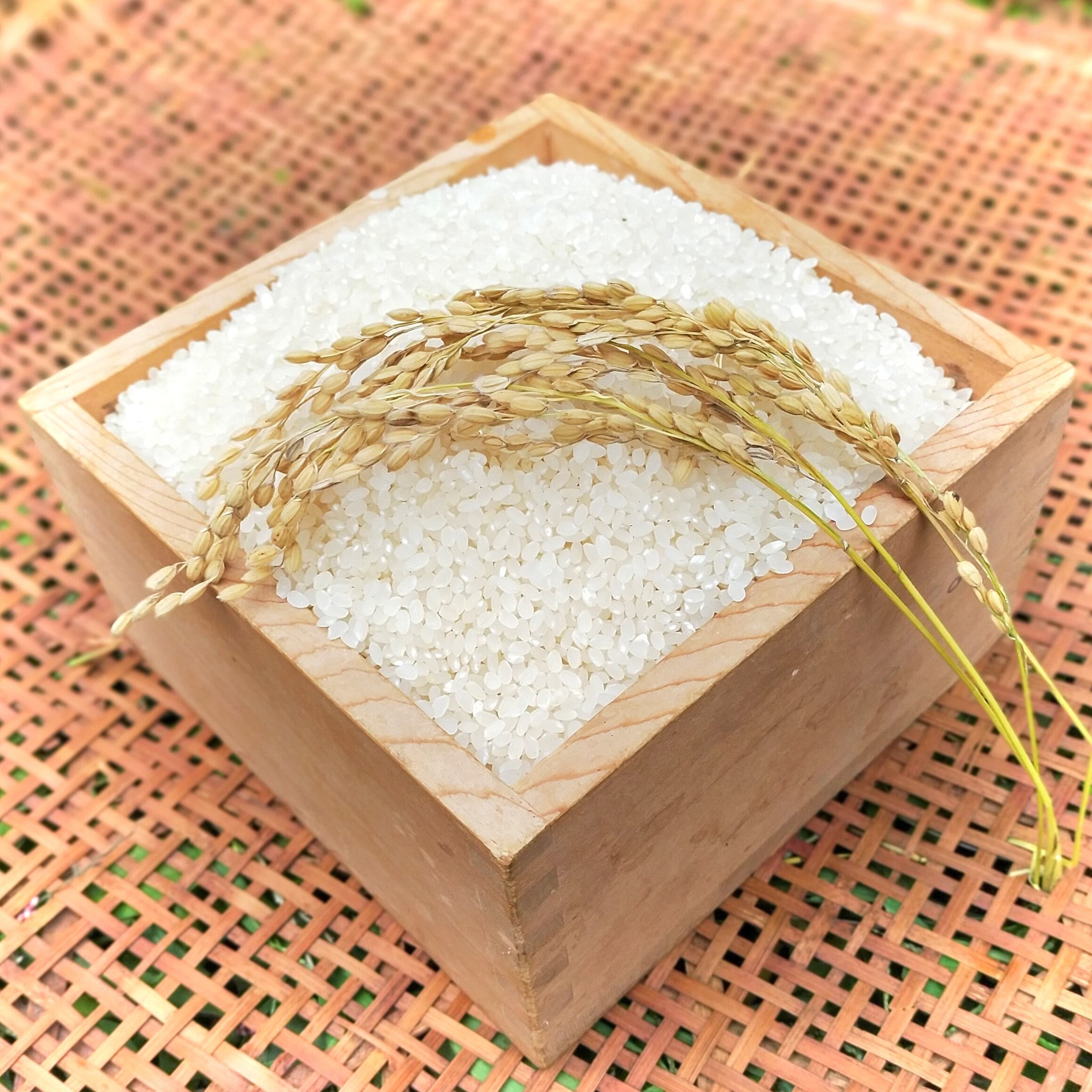 お米 25cm 即日発送OK！／ 備蓄米 約5年 長期 保存 はえぬき 2kg×5袋 無洗米 令和