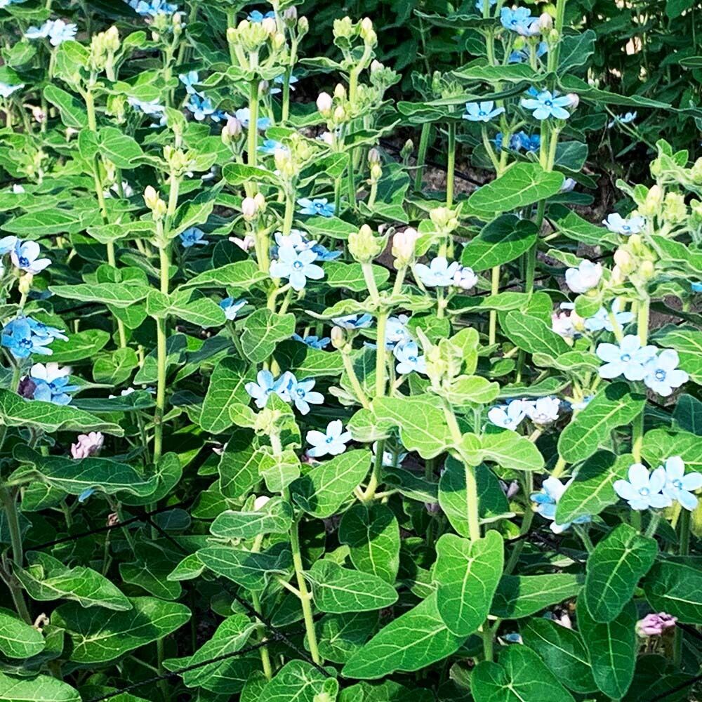 毎日続々入荷 切り花 生花 切花 ソノタ キリバナ ブルースターなど 5本 Thisissesame Com