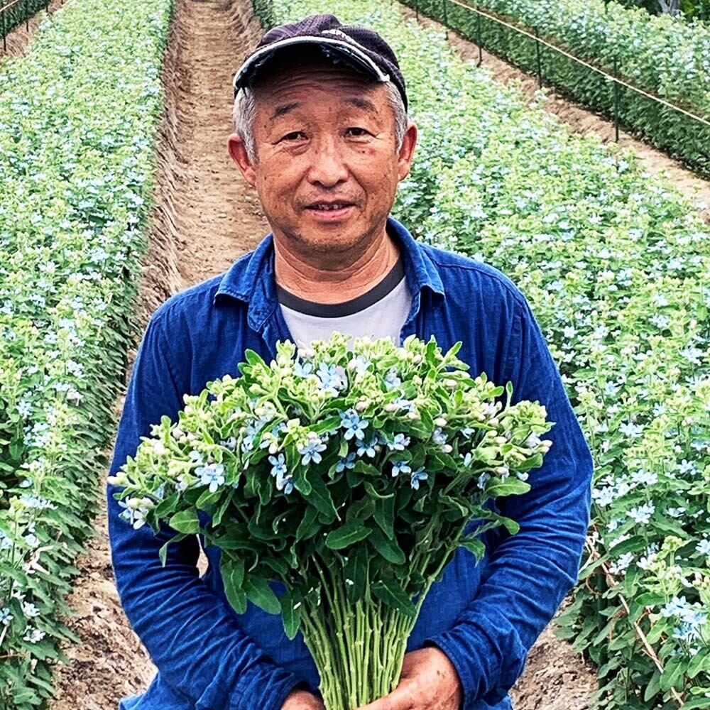 高知県芸西村から届く最高品質のブルースター10本 よいはな Yoihana 最高品質のお花をお届けするネット通販