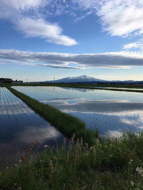遠くに鳥海山を望む庄内平野の中央に広がる広大な水田。田植え直後の竹原田ファームさんの美しい水田です。