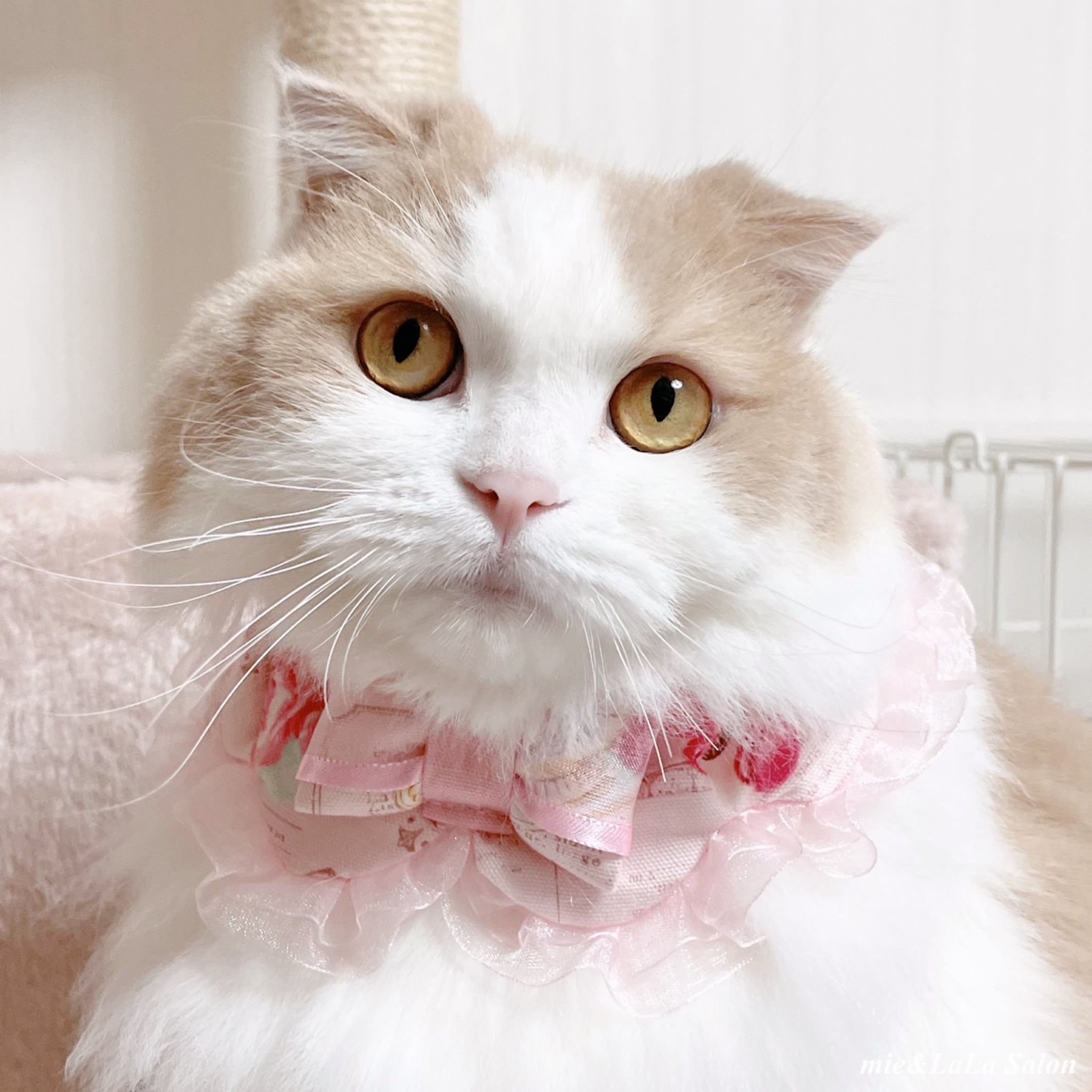 短毛シュシュ、ミルクブラウン、わんちゃん猫ちゃん用襟付き首輪 山吹｜ぽぽねこ公式オンライン MUJIコットンプレーン シュシュ猫首輪 首輪・ハーネス・迷子札
