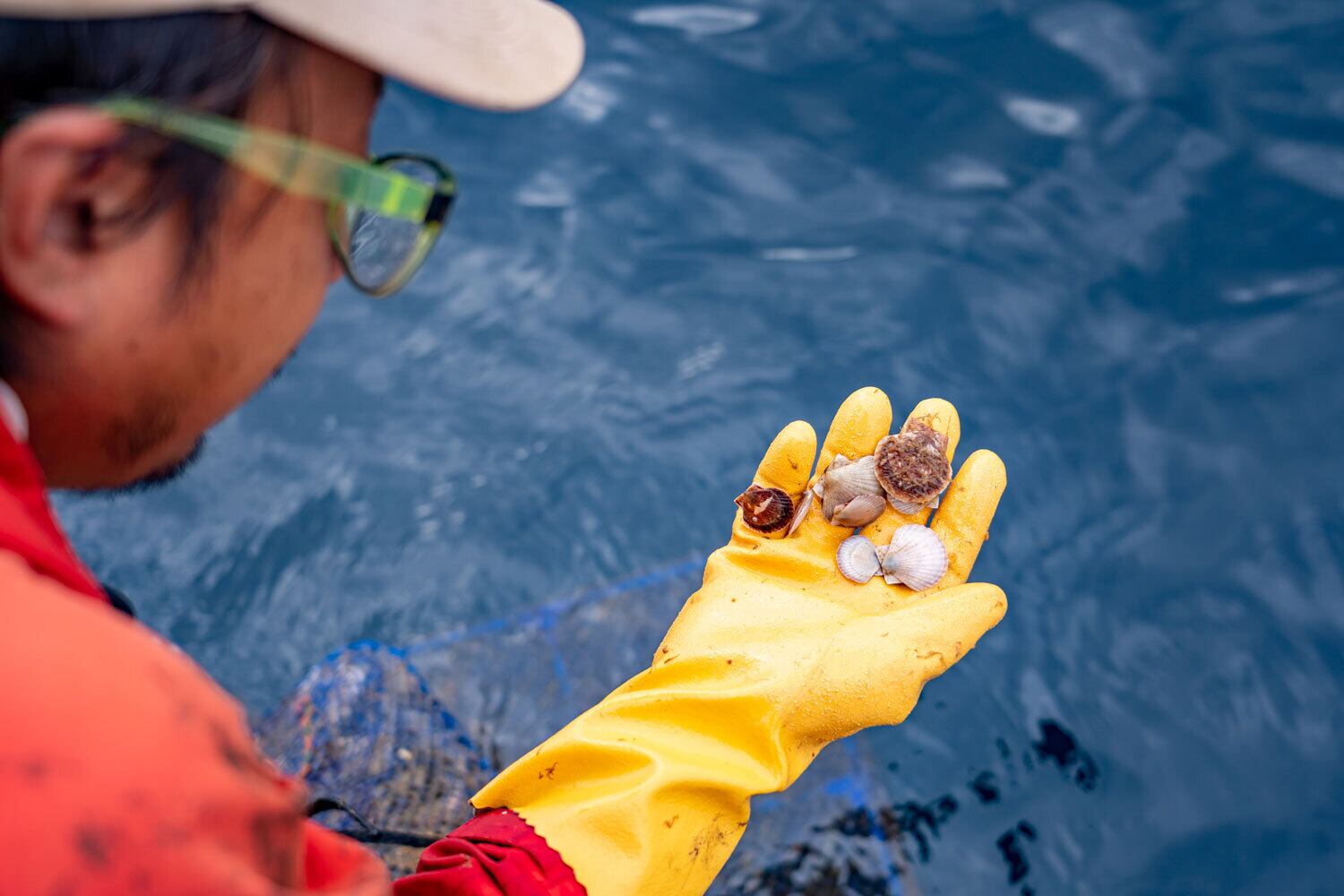 違いを養殖カゴに入れ半年育成する