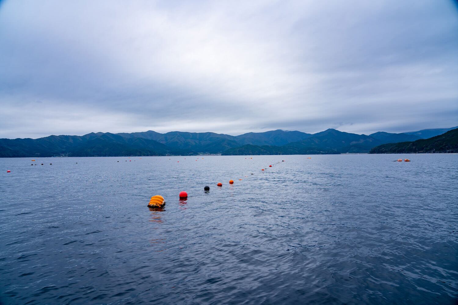 越喜来湾に整然と並ぶ延縄