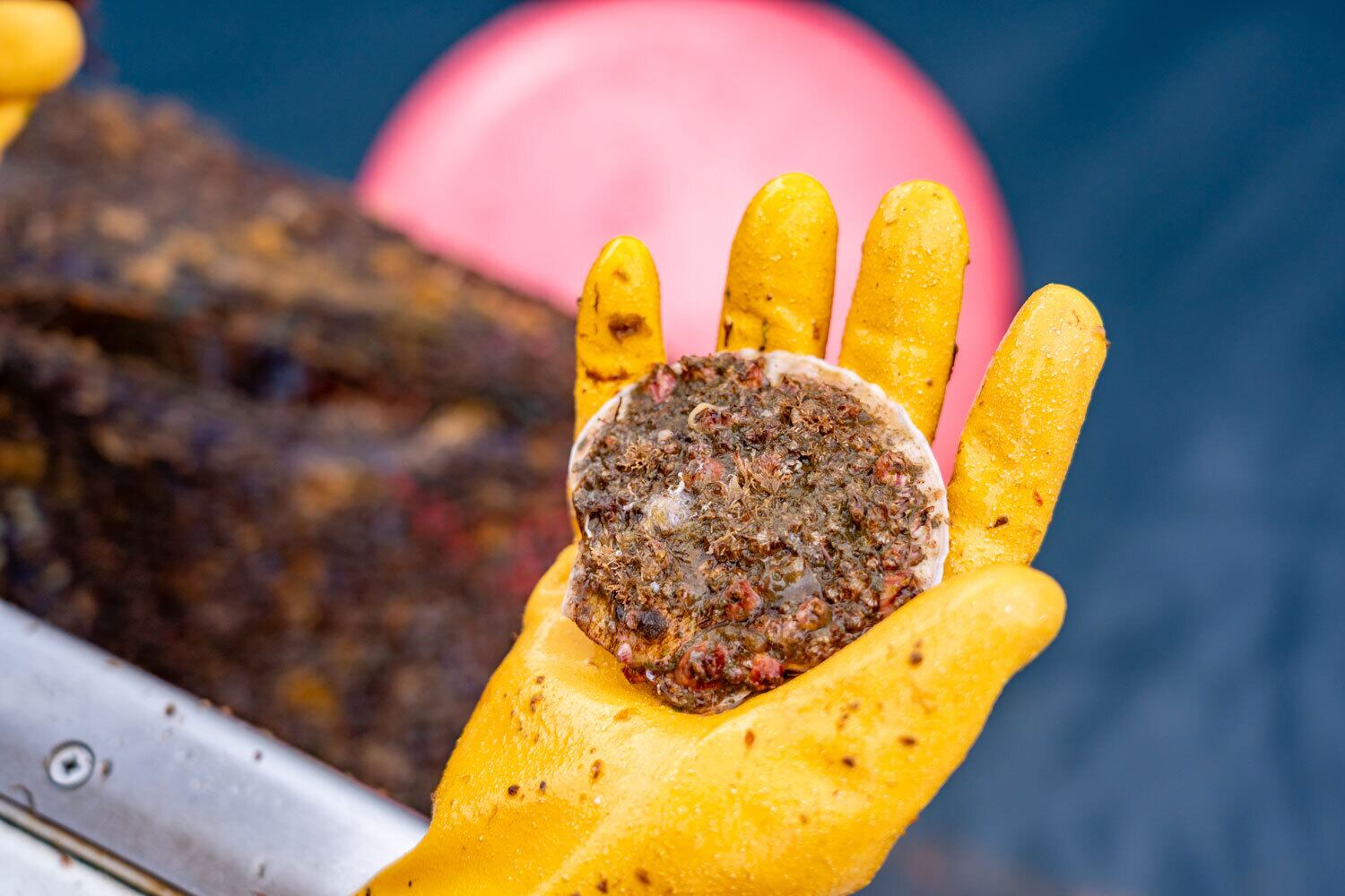 おおよそ6〜7cmまで大きくし回に穴を開け縄で吊るす