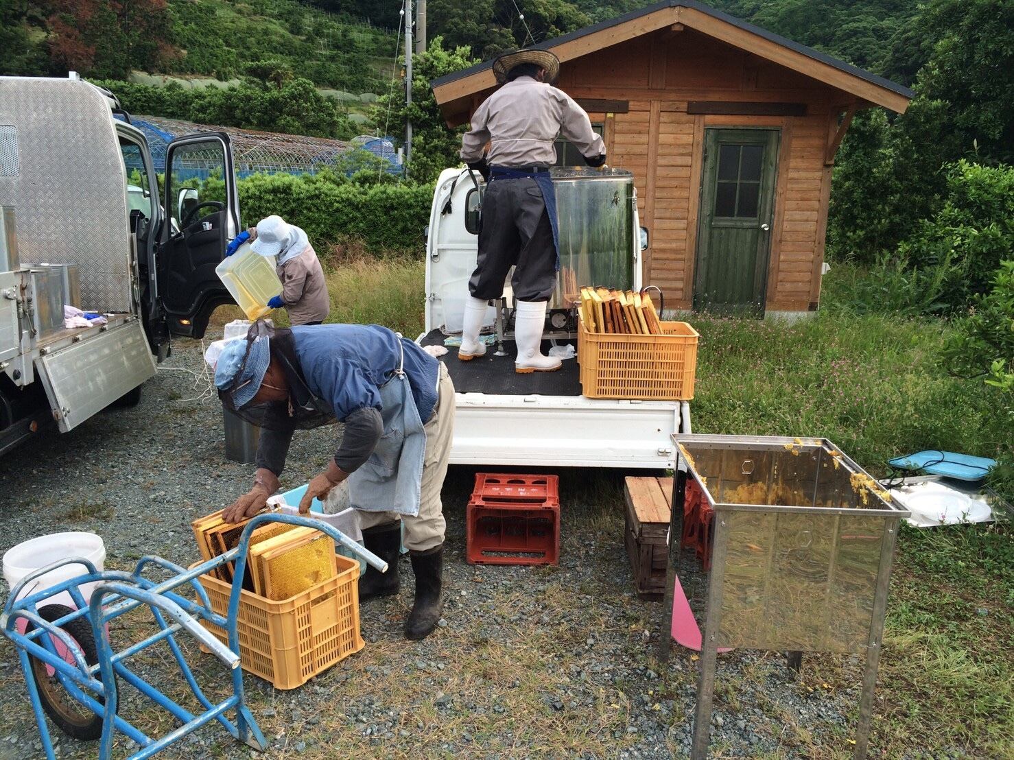 採蜜（はちみつの収穫）の様子