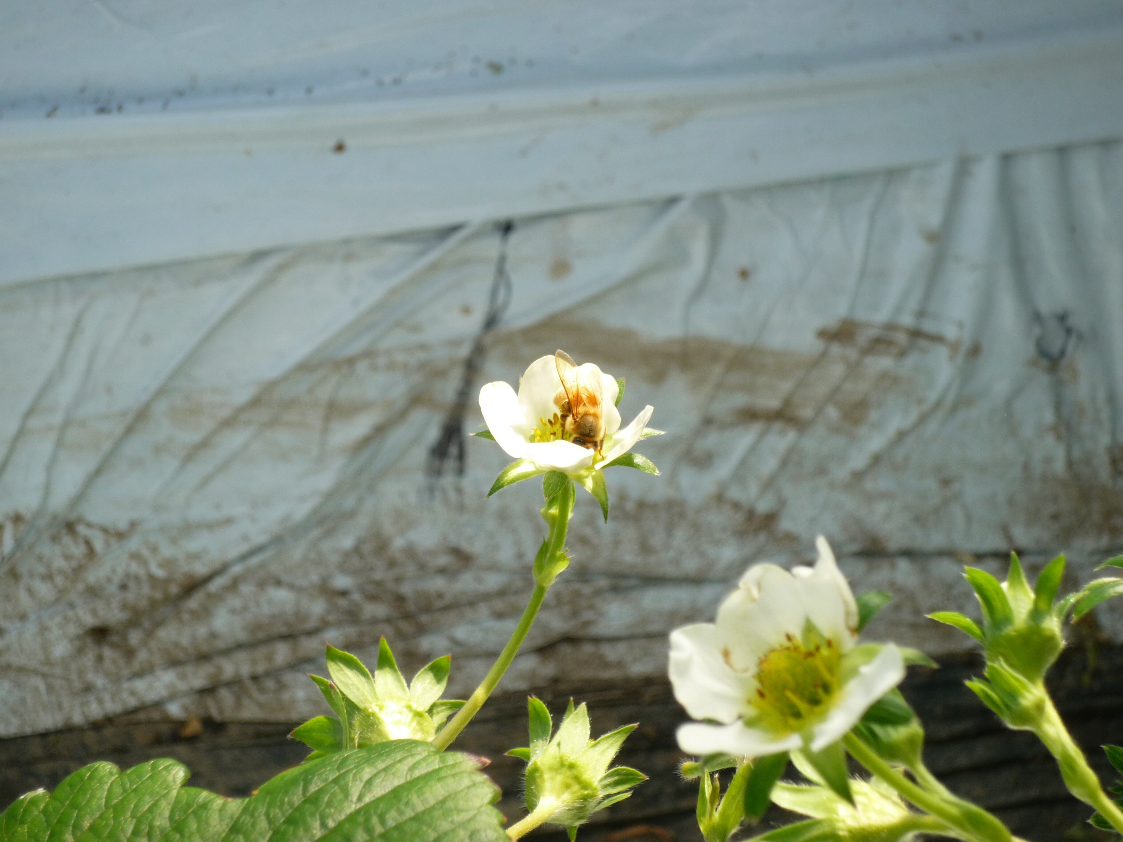 イチゴの花粉交配中の蜂
