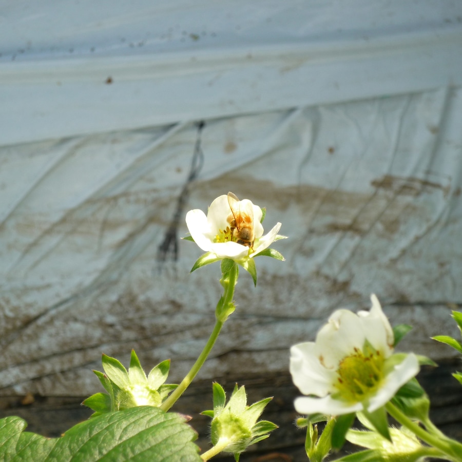 イチゴの花粉交配中の蜂