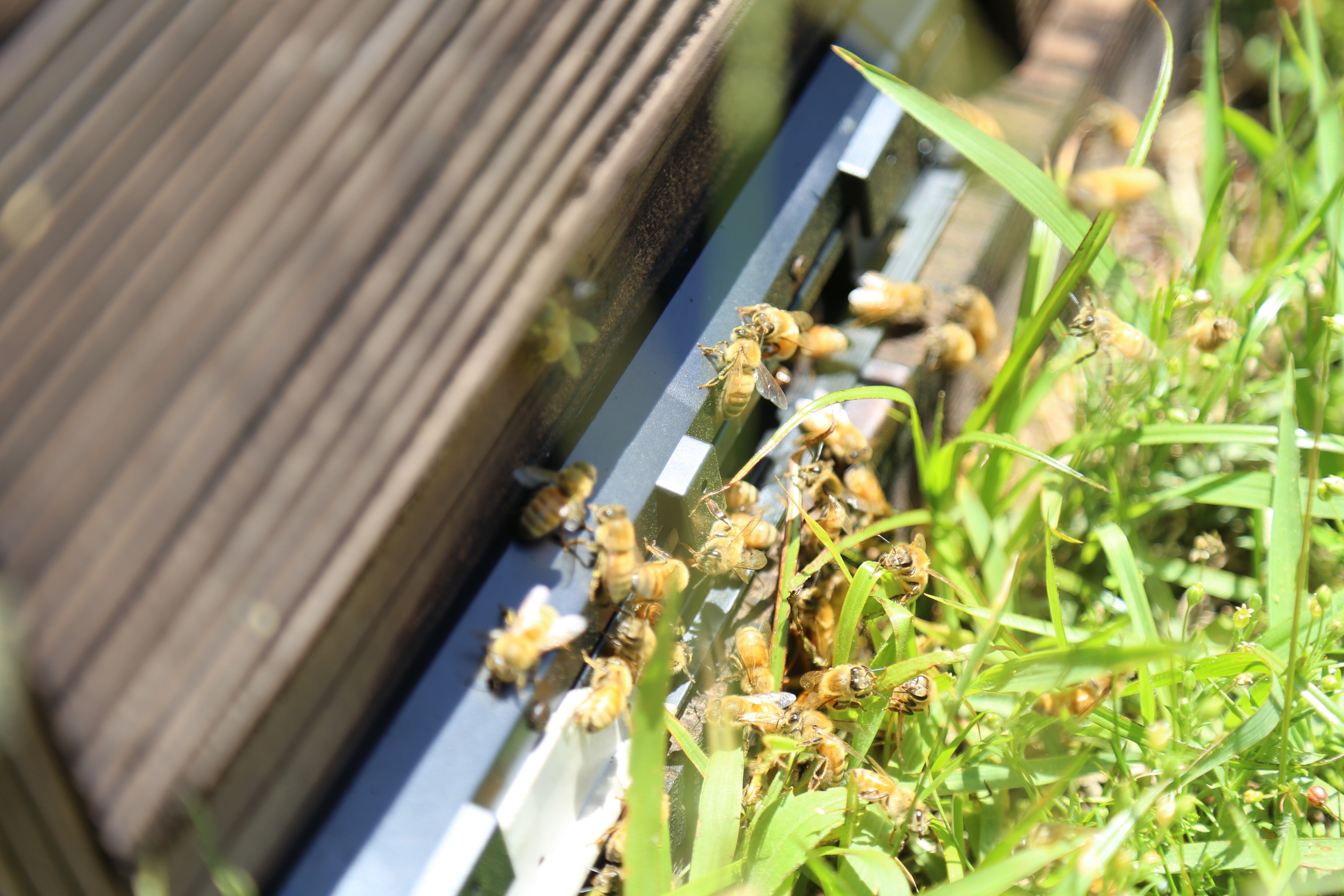 蜂箱の入り口の蜂