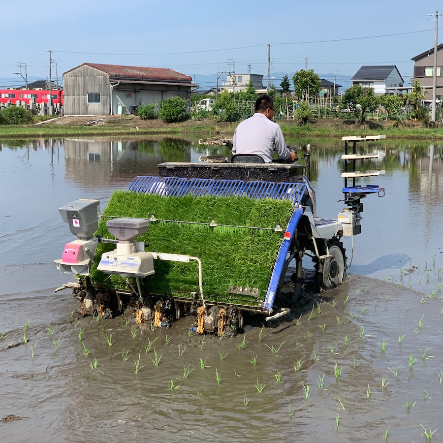 田植え