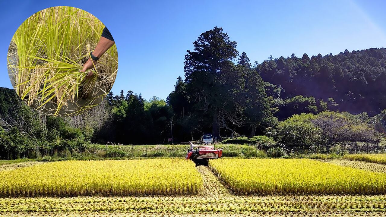 山田農園の有機ミネアサヒ（5kg） | ツクリガタリ -ていねいなくらしを