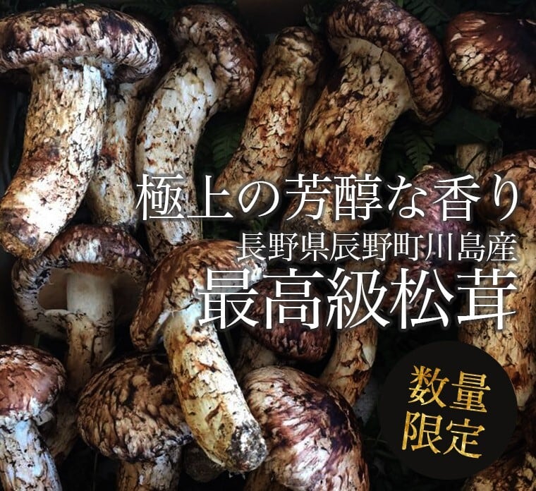 国産長野県松茸600g 国産長野県松茸600g