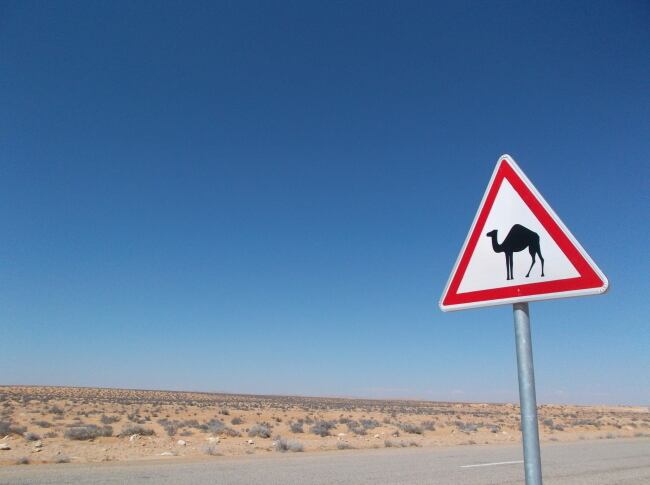 チュニジア南部ならではの標識・ラクダに注意