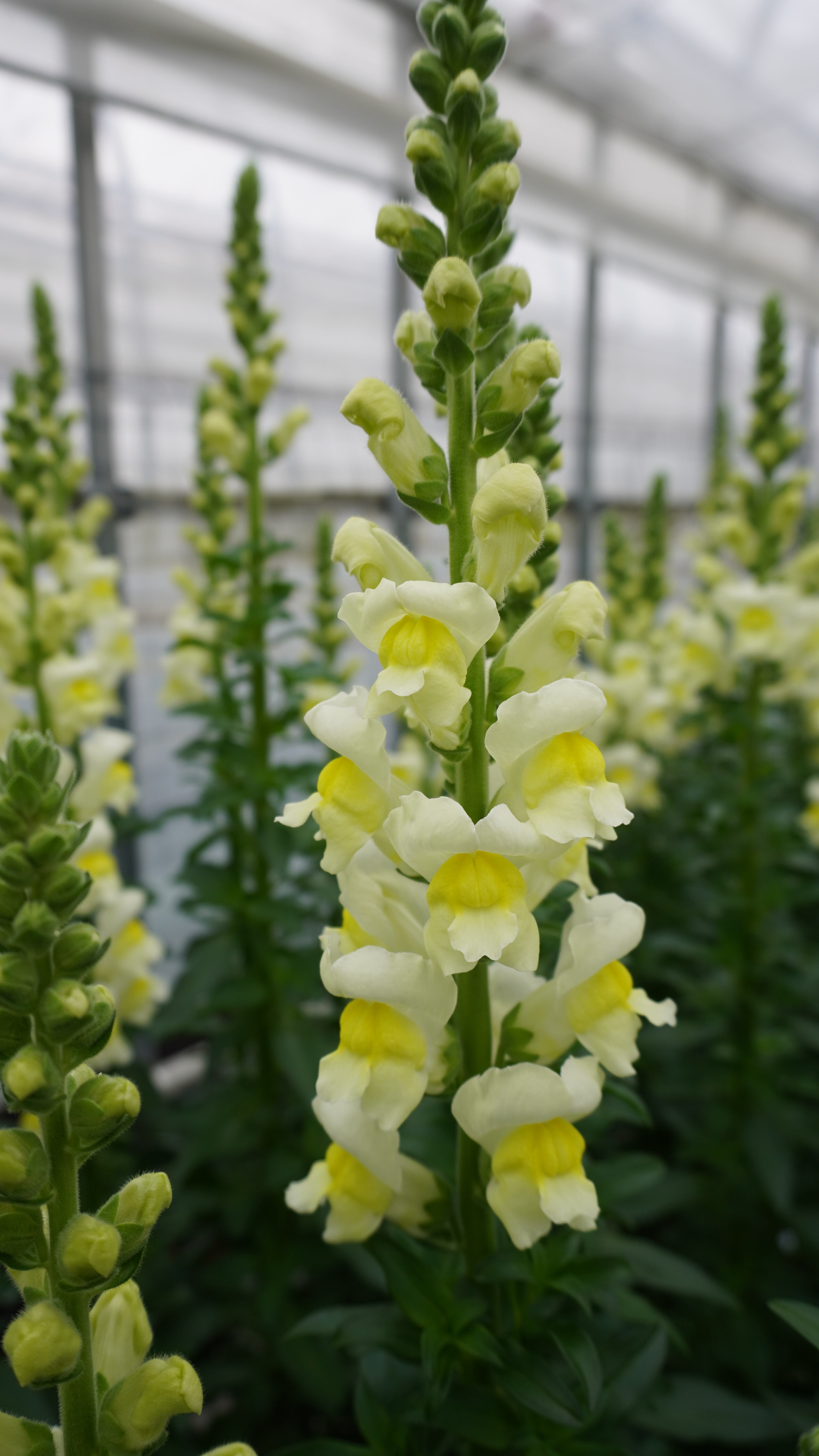 フラワー スピリット百瀬文夫さんから届く最高品質のスナップ 金魚草 オレンジ10本 送料込み よいはな Yoihana 最高品質のお花をお届けするネット通販