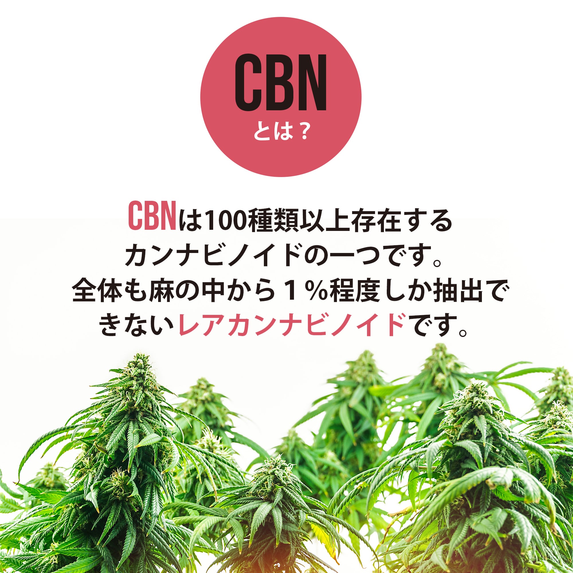 高濃度 CBN 72% 1ml OGKUSHテルペン 【CBNリキッド】airisVERTXセット ...