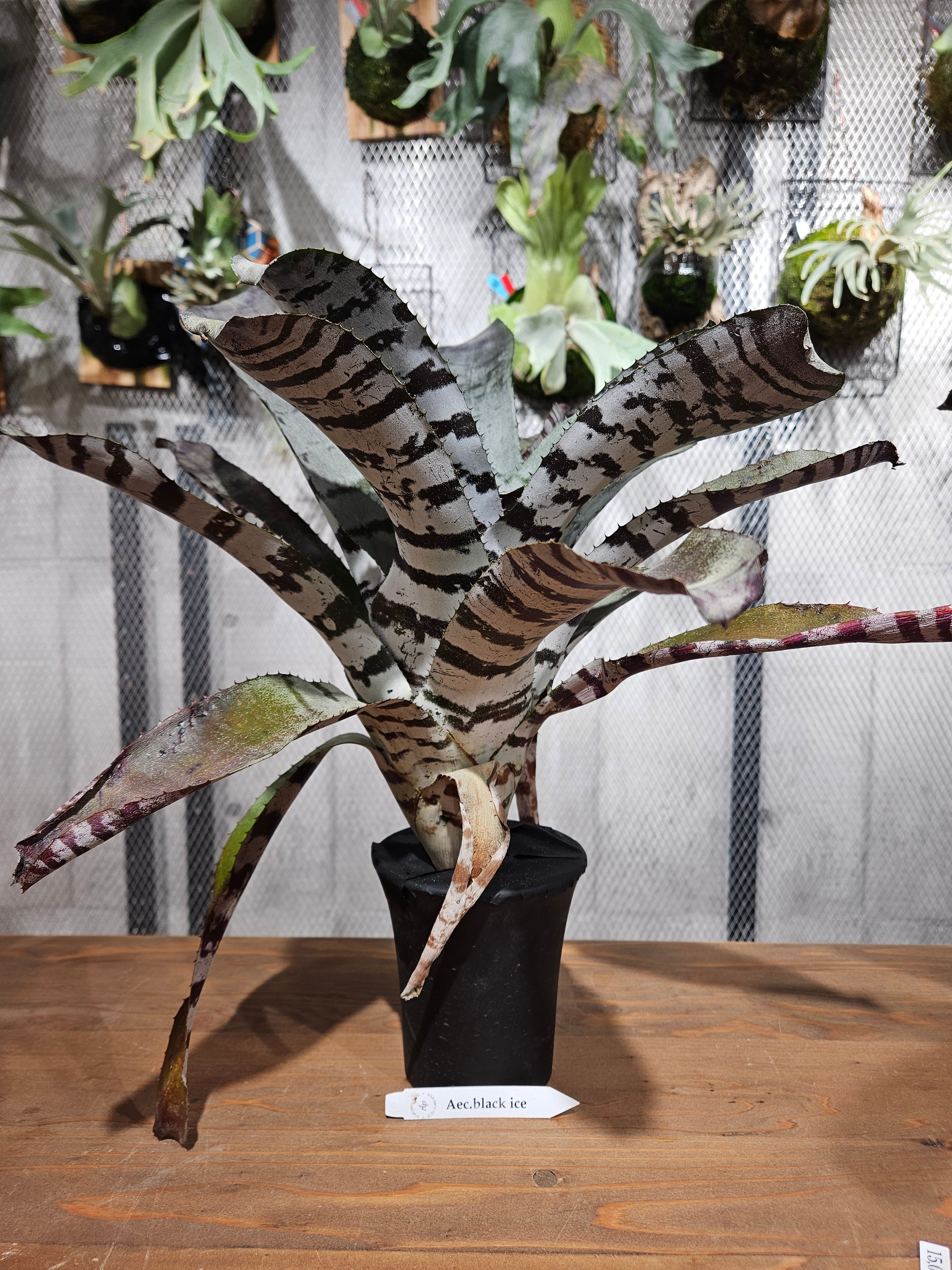大株です!タンクブロメリア エクメア『chantinii black』hyb. Aechmea chantinii Black Ice【artPLANTs/PLANTSGARAGE