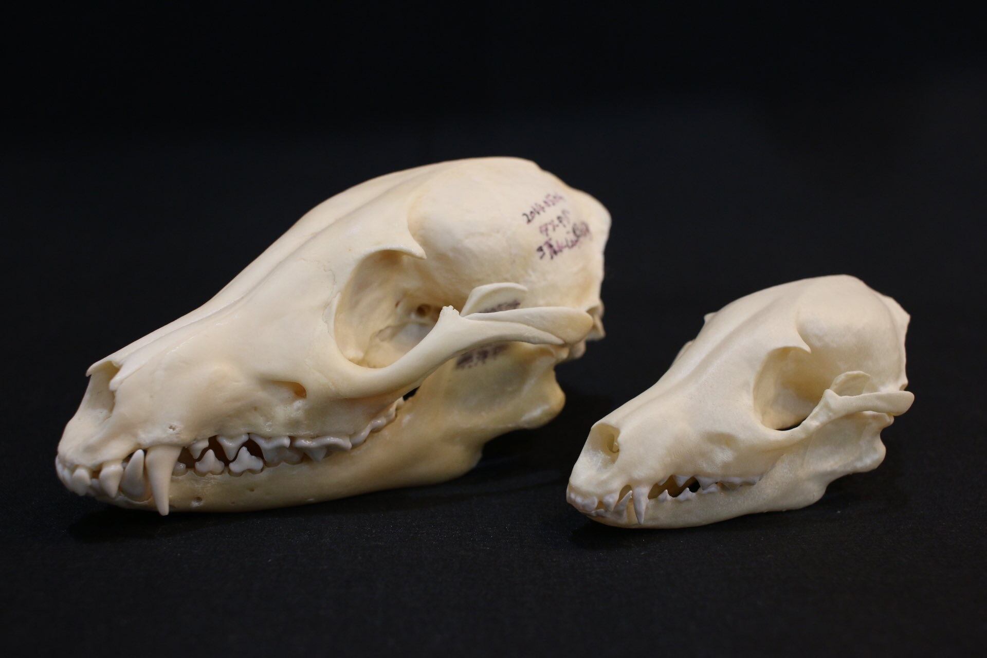 左：標本　右：レプリカ