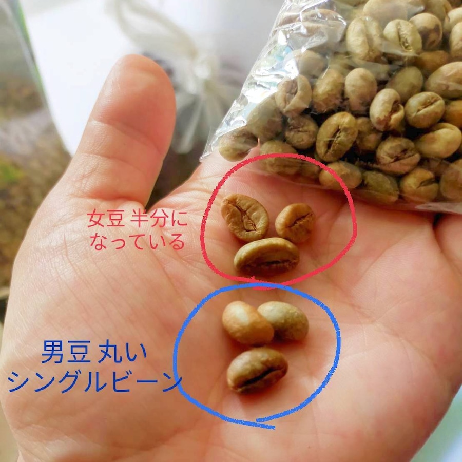 シングルビーン（男豆）は１つの豆（丸い）ですが、通常の豆は２つで１つなので半分に割れています！