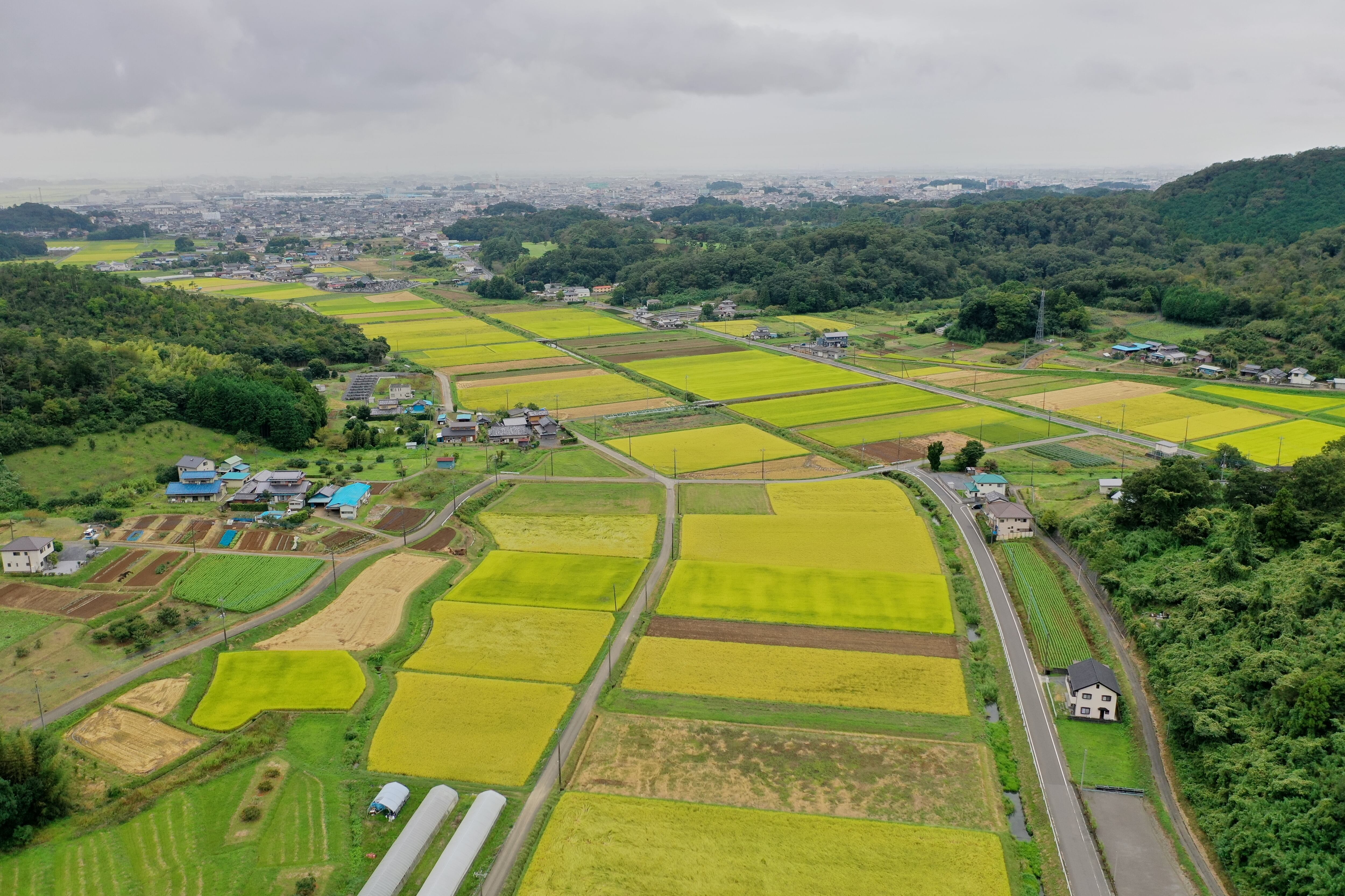 栃木県佐野市。唐沢山のふもとに田んぼはあります。