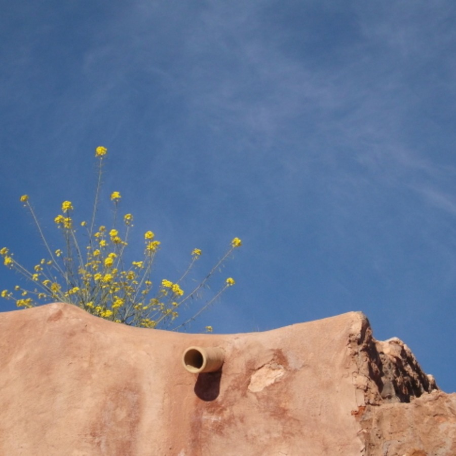 青空に向かって伸びる屋根の上の花