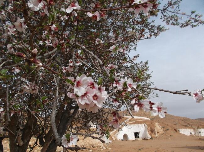 アーモンドの花が咲くチュニジアの春