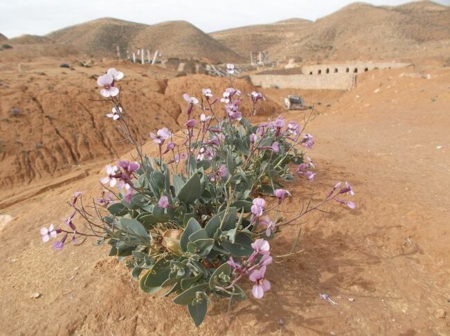 茶色の大地に春を告げるむらさき色