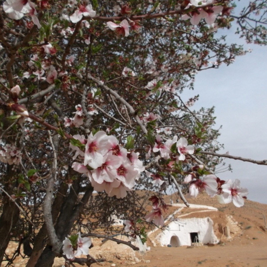 アーモンドの花が咲くチュニジアの春