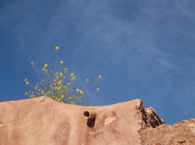 青空に向かって伸びる屋根の上の花