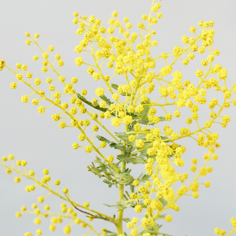 国産ミモザのスワッグブーケ Feliciteフェリシテ 送料込み よいはな Yoihana 最高品質のお花をお届けするネット通販